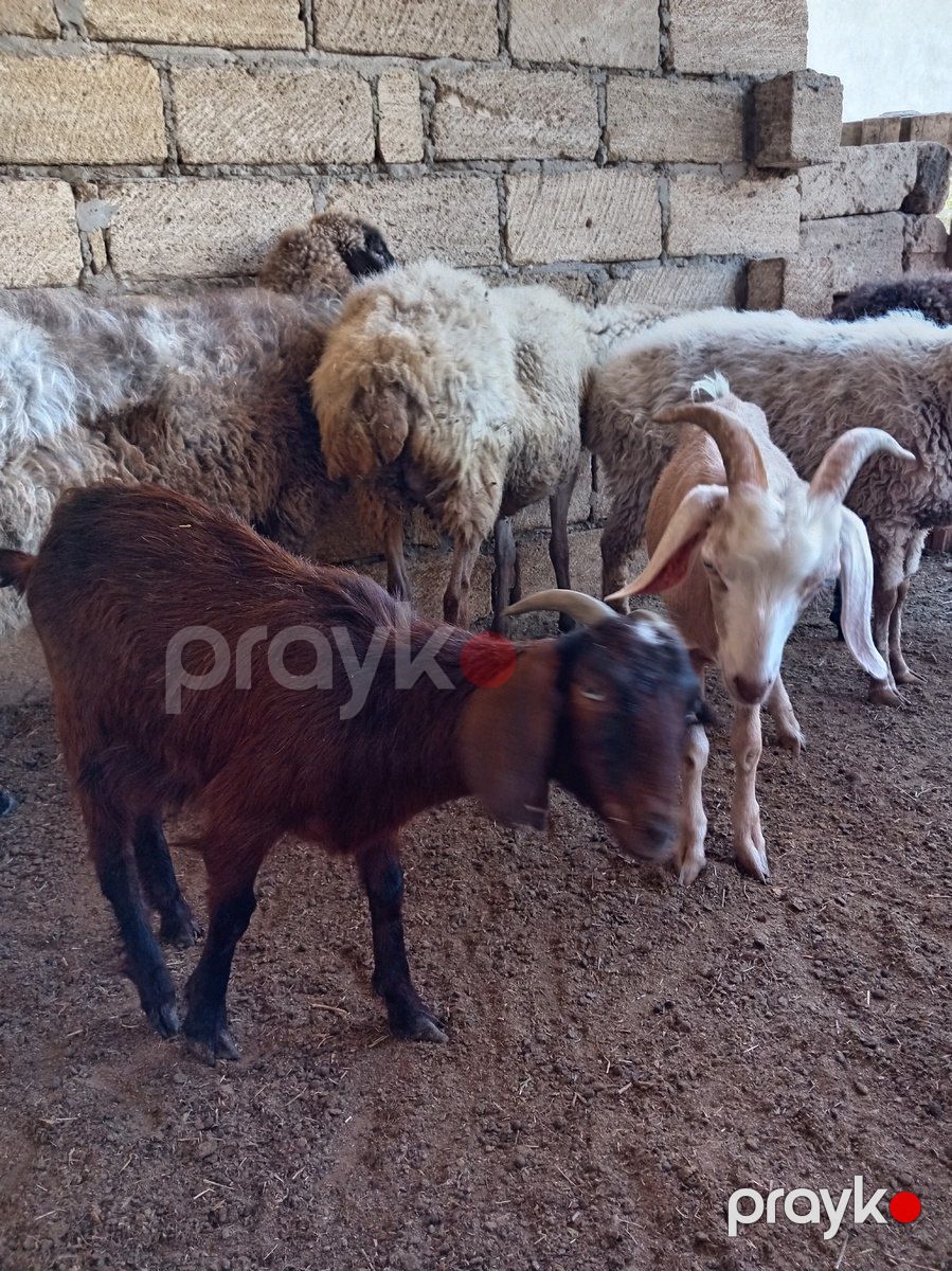 Çəpişlər — Kənd təsərrüfatı heyvanları, Sumqayıt (4)