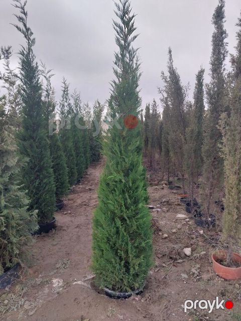 Leylandra ağacı — Bakı