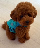 Toy pudel, 2ay, Dişi, peyvəndli — Maqo — Dogs