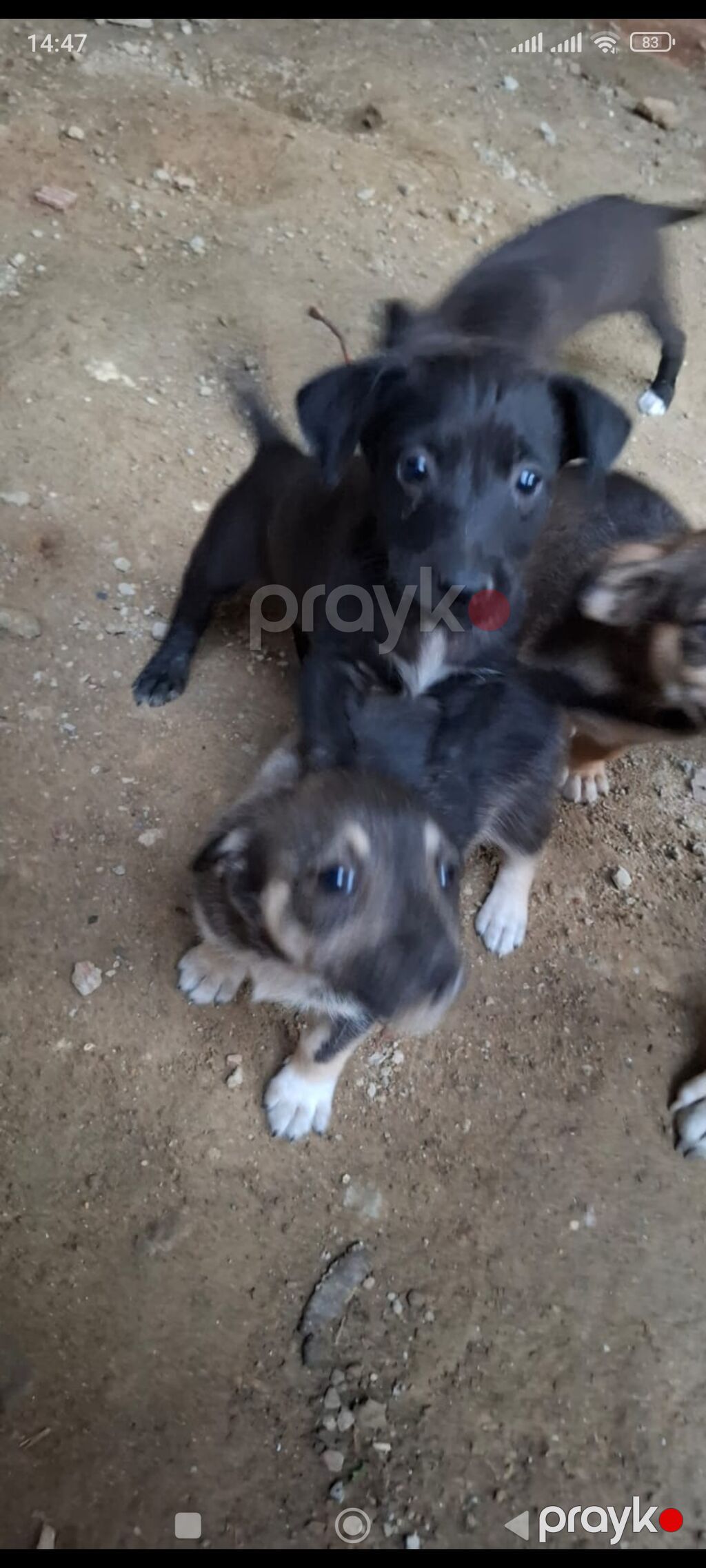 Zvonok, 1 ay, Dişi — Köpəklər, Digah (5)