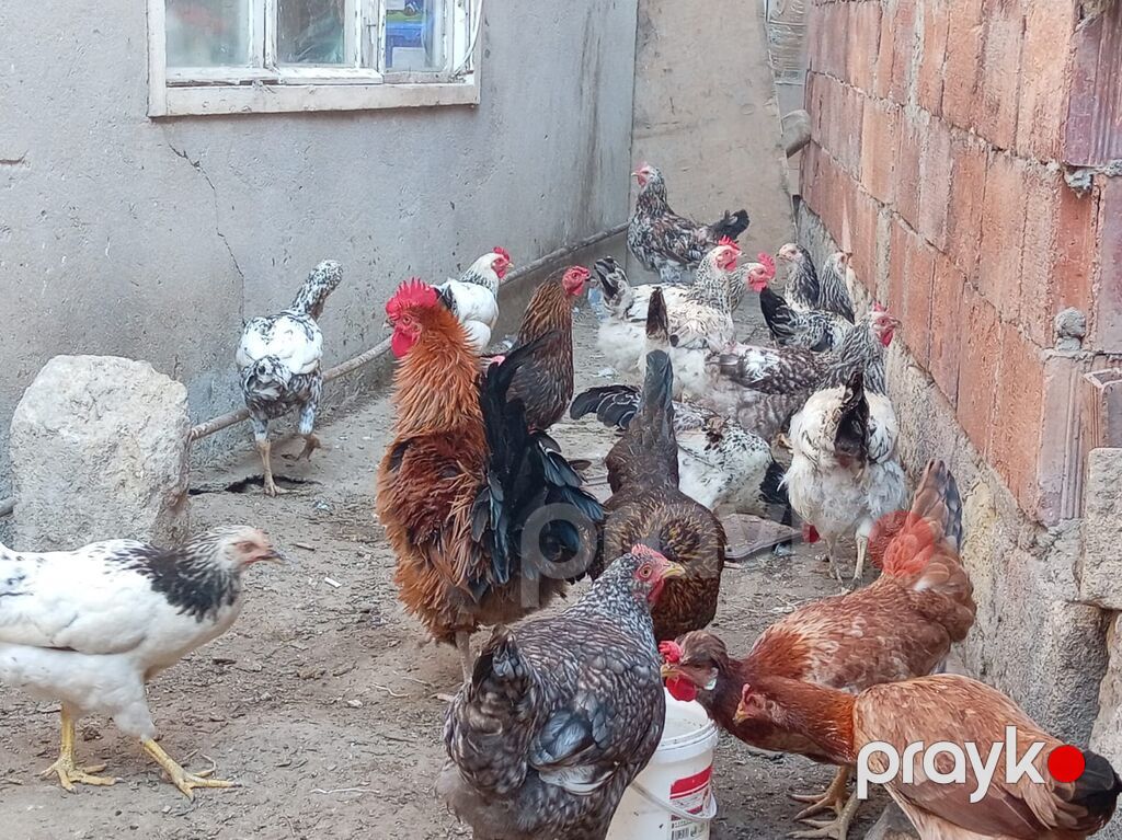 Xoruz, il: 1, Ünvandan götürmə — Toyuq və xoruz, Sumqayıt (3)