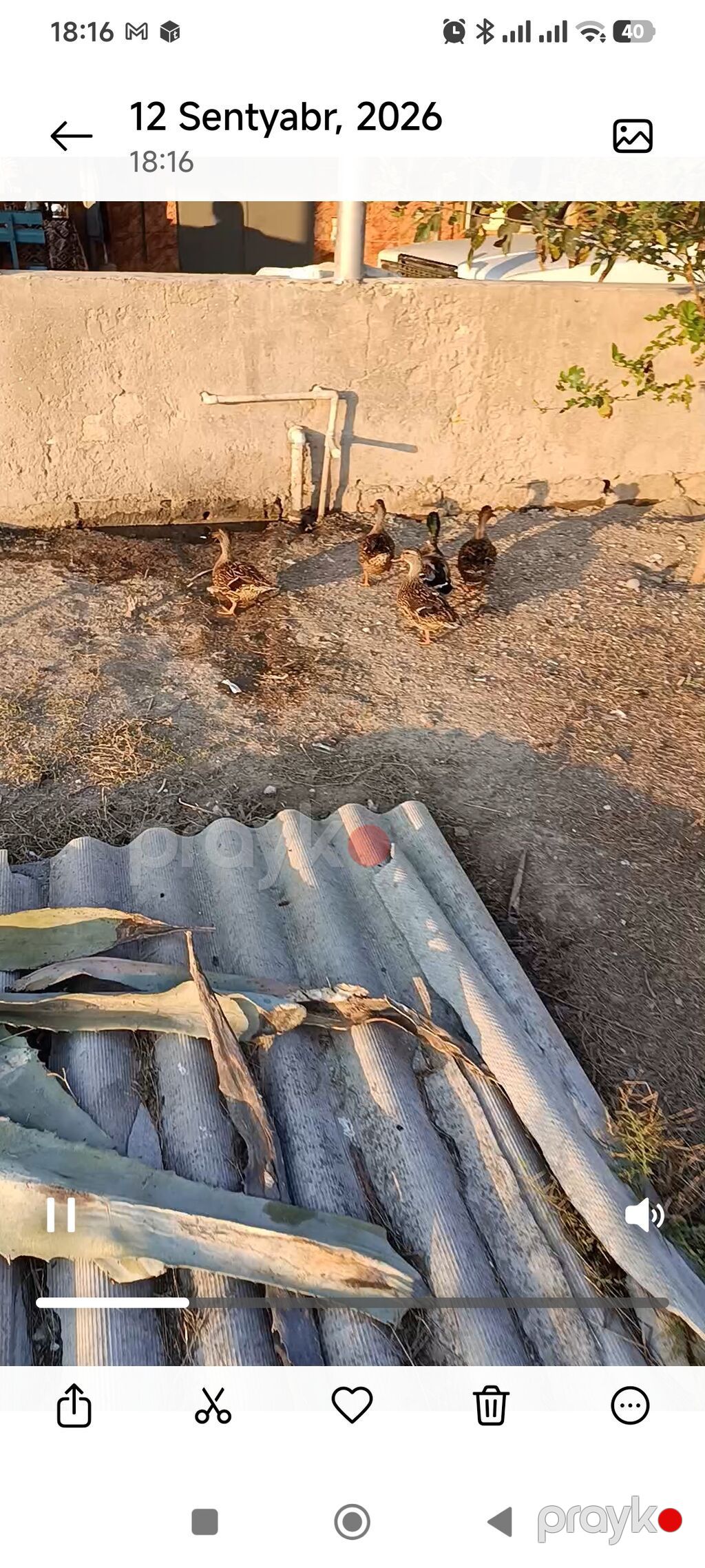 Satılır: ördək sürüs cöl ördəyi bu il cıxıb balaları cutu 40 manat 5 — Digərləri, Masallı (2)