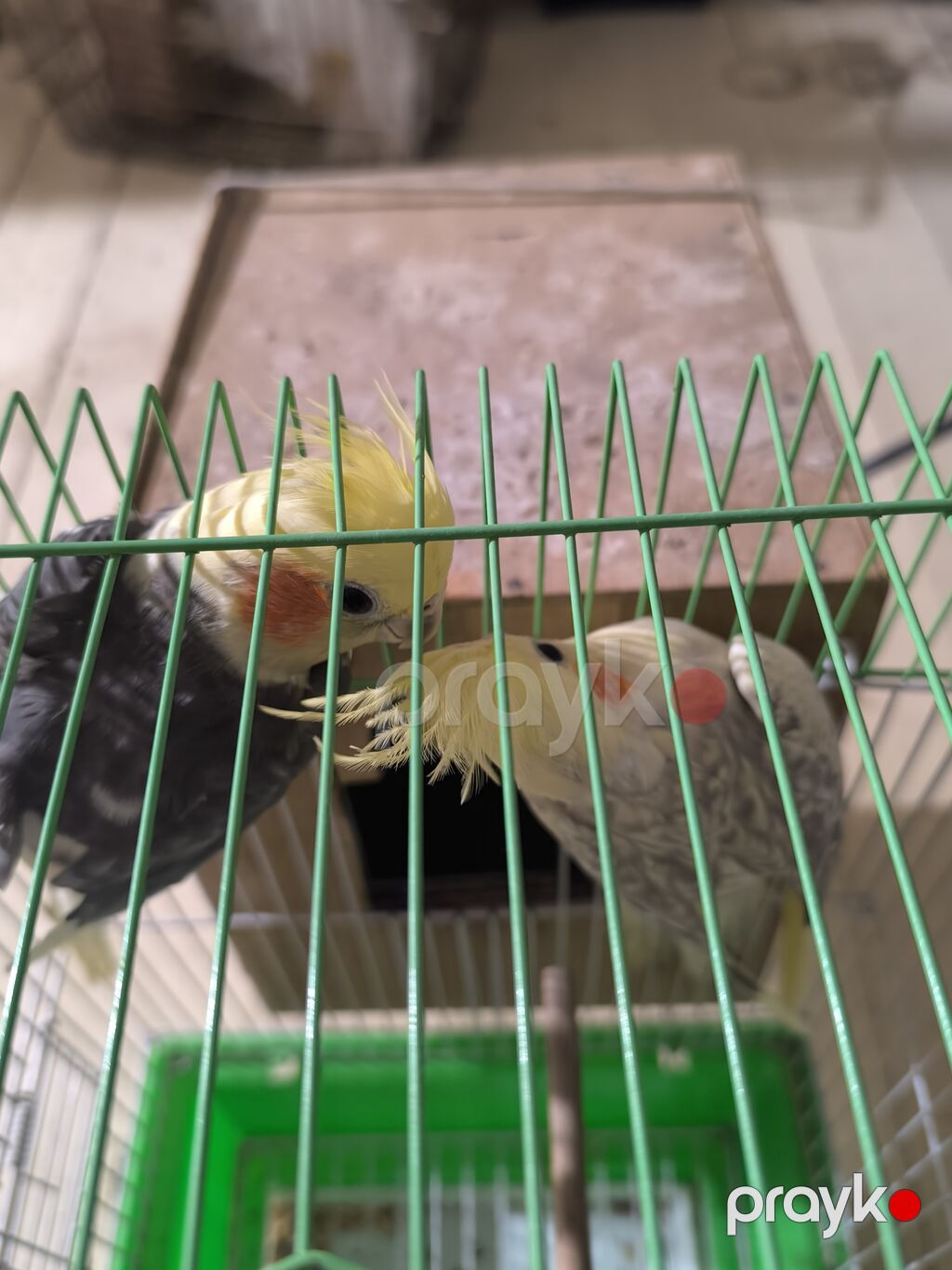 Məhsul: Nimfa paxuxa (cockatiel) cütü və qəfəs Təsvir: - İki ədəd — Qəfəslər, Masazır (2)