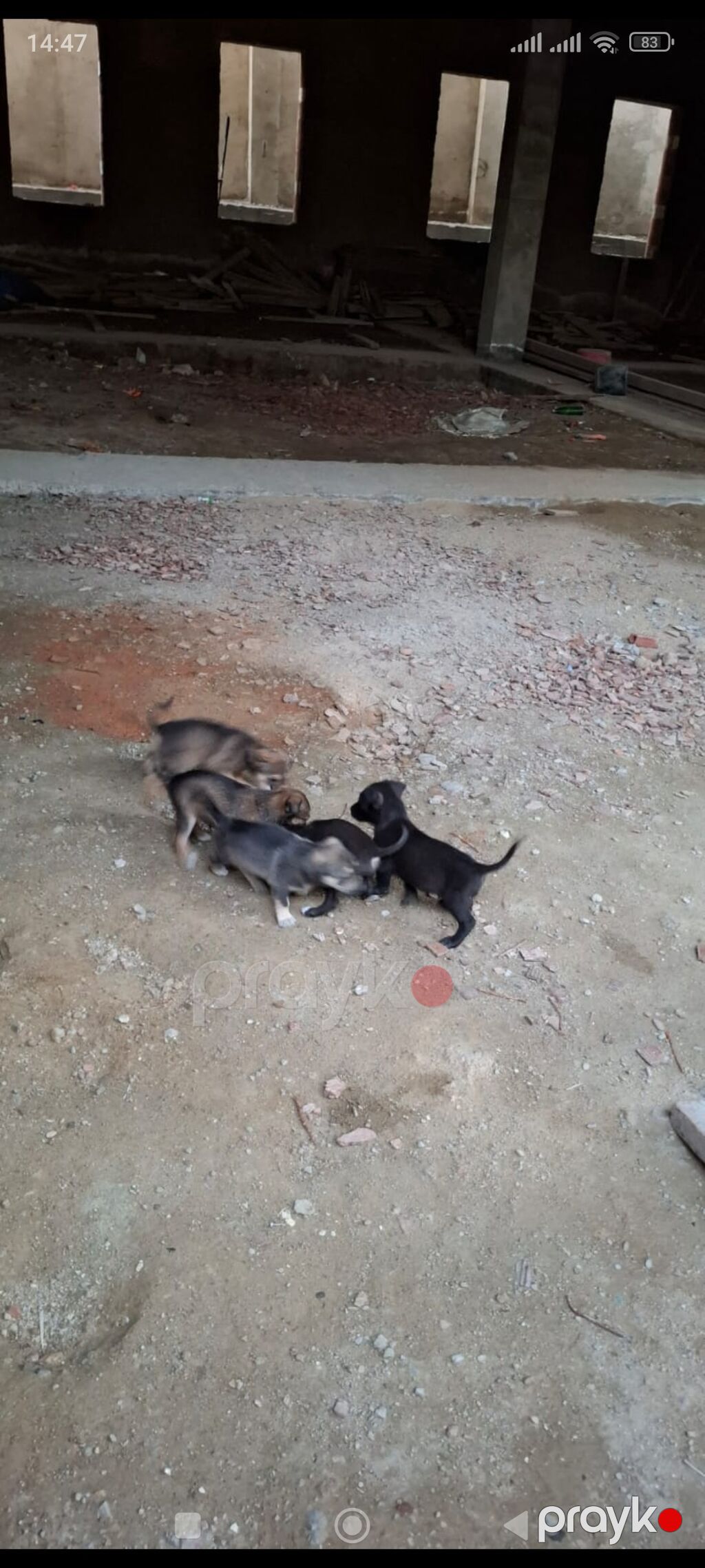 Zvonok, 1 ay, Dişi — Köpəklər, Digah (6)