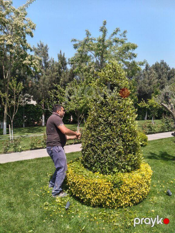 Bağların dərmanlanması — Təmizlik, Bakı (5)