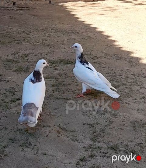 2 side tutulmadi erkeydi 2 side — Bakı