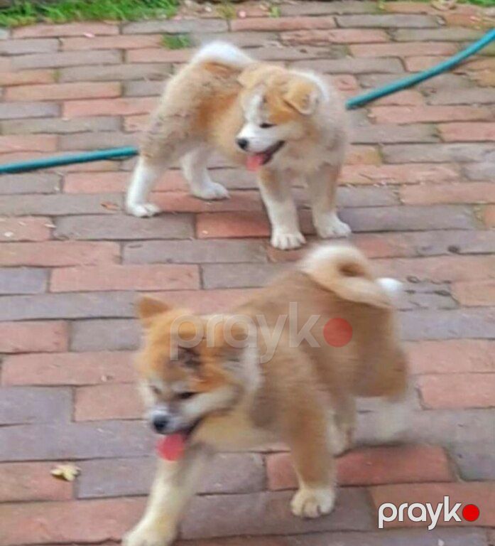 Yapon Akita-inu — Köpəklər, Bakı (4)