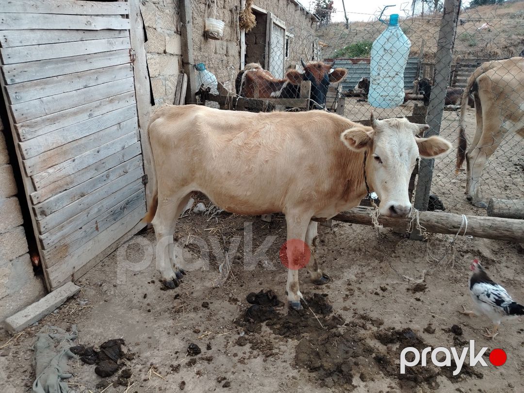 Boğaz inəklər — Kənd təsərrüfatı heyvanları, Şabran (3)