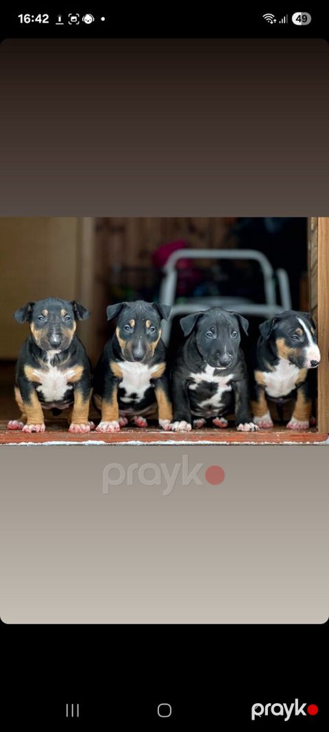 Bull Terrier balaları — Bakı