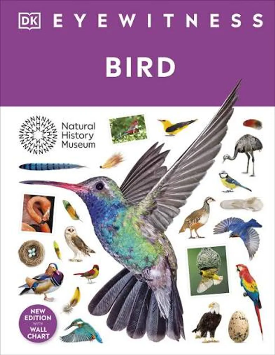Bird - Eyewitness — Bakı