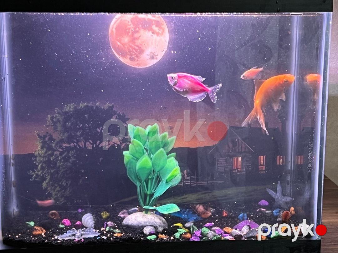 Akvarium və balıqlar — Akvariumlar və balıqlar, Bakı (2)
