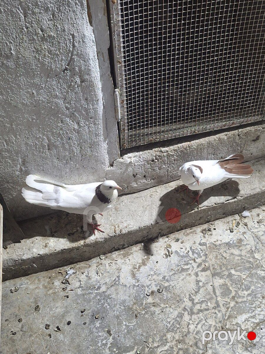 Göyərçinlər — Quşlar, Bakı (2)