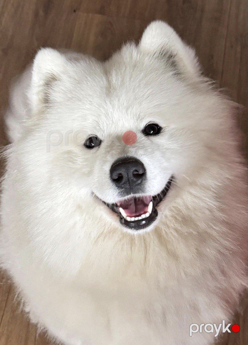 Samoyed balaları — Köpəklər, Bakı (5)