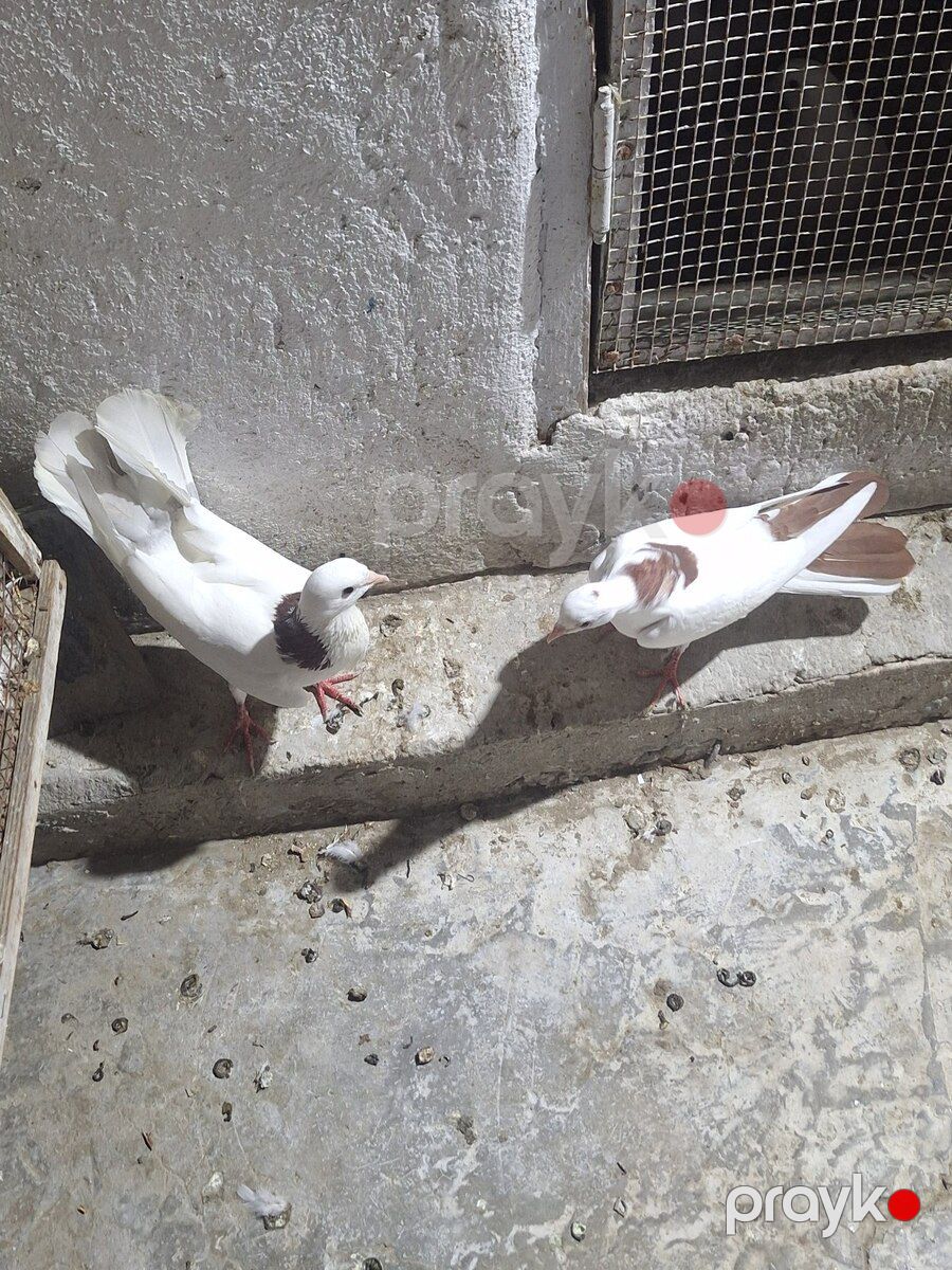 Göyərçinlər — Quşlar, Bakı (5)