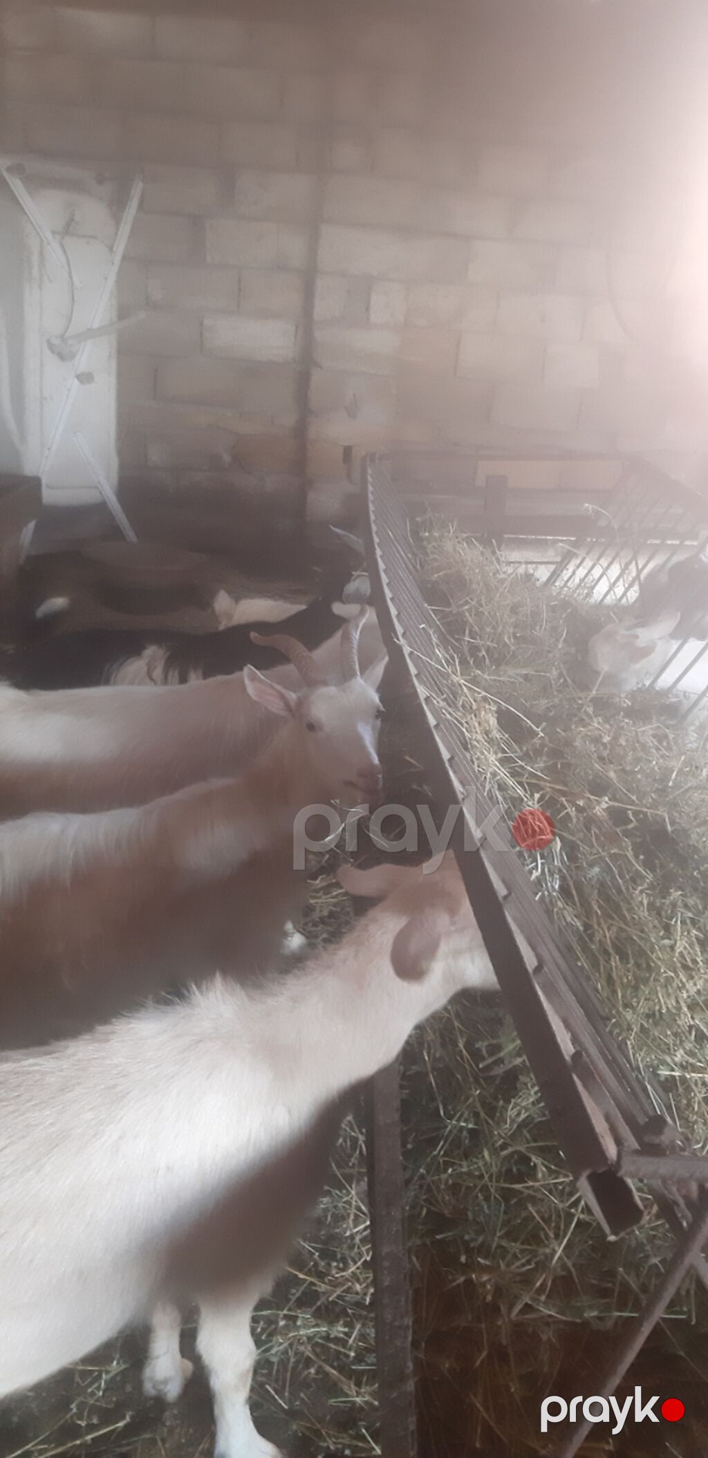 Ağ və rəngbərəng yerli keçilər sürüsü - Məhsuldar süd tipi yerli — Kənd təsərrüfatı heyvanları, Qobu (2)