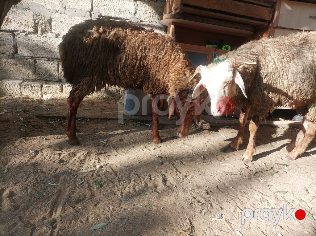 Salam Qiymət bir heyvana aiddir ikisin götürən olsa endirim edəcəm — Kənd təsərrüfatı heyvanları, Digah (2)