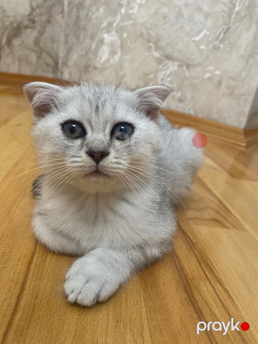 Шотландские котята — Pişiklər, Bakı (6)