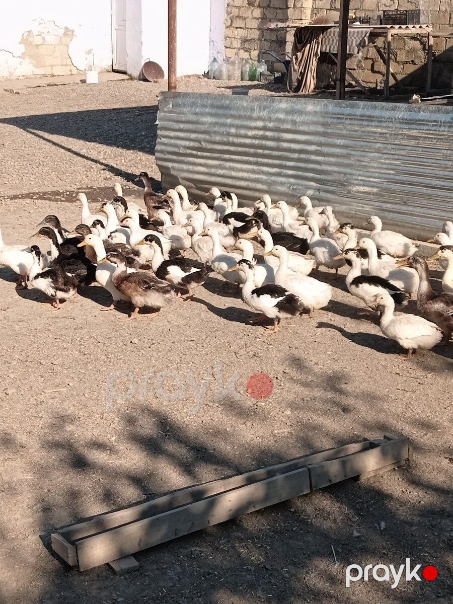 Ördəklər — Quşlar, Şabran (2)