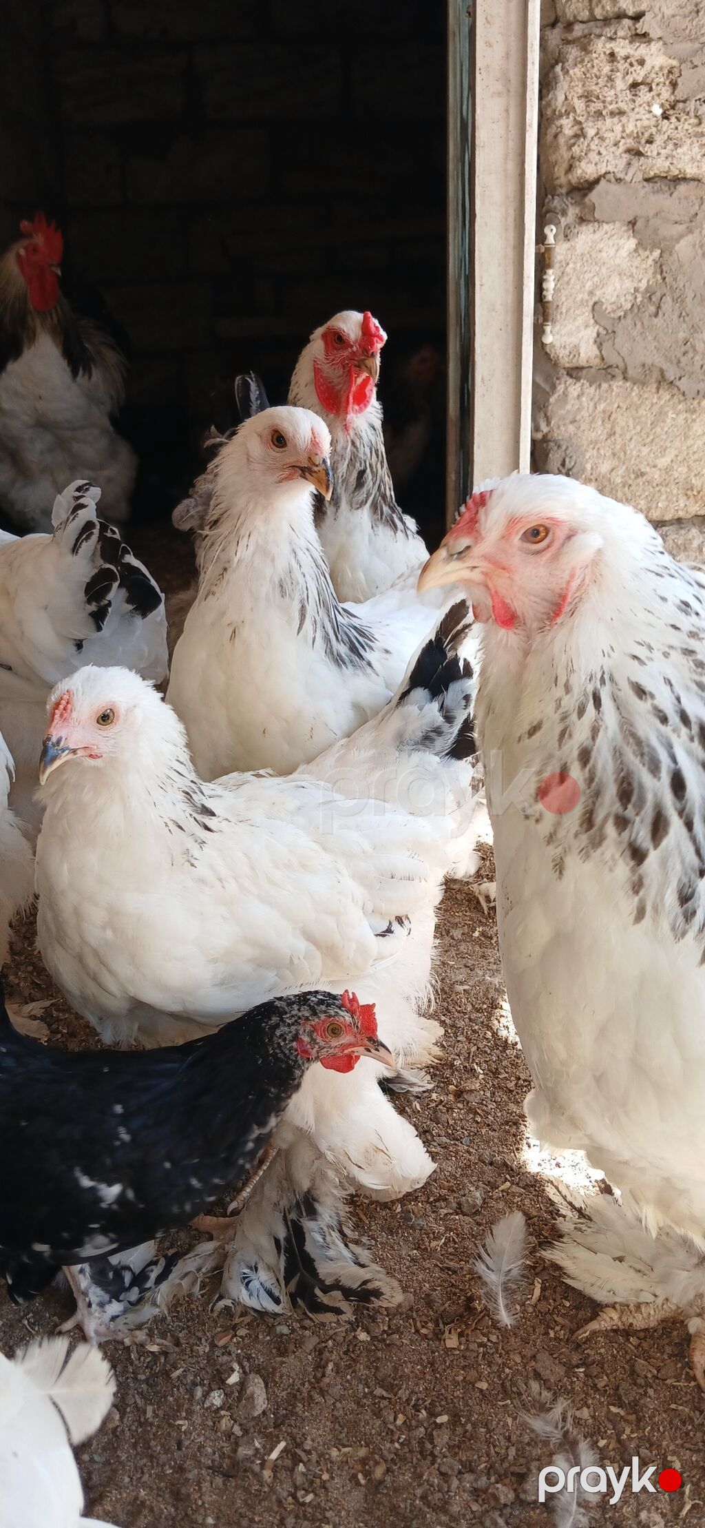 Toyuq, Brama, Damazlıq — Toyuq və xoruz, Bakı (7)