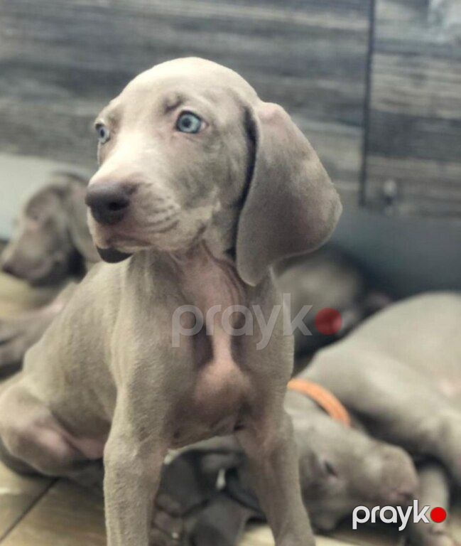 Weimaraner — Köpəklər, Bakı (3)