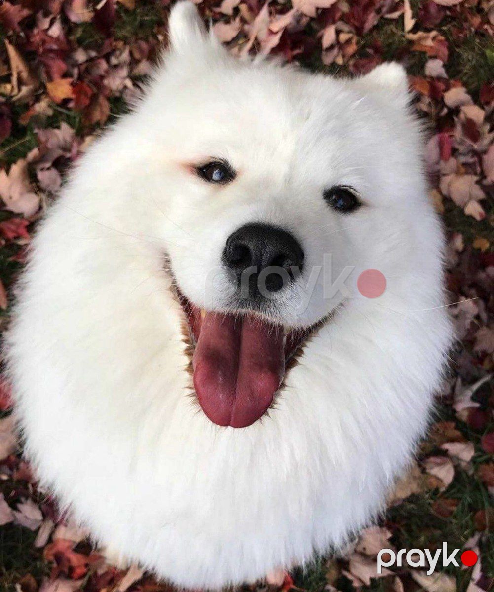 Samoyed balaları — Köpəklər, Bakı (3)