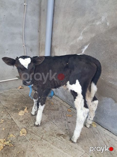 Satlıq buzovlarZiğdadir - Cins/type: Yerli qarışQiıqlar (qara‑ağ alaca — Bakı