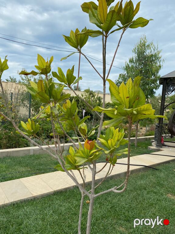 Satılır 5 otaqlı həyət evi/bağ evi 360 m² — Ev, villa, Bakı (5)