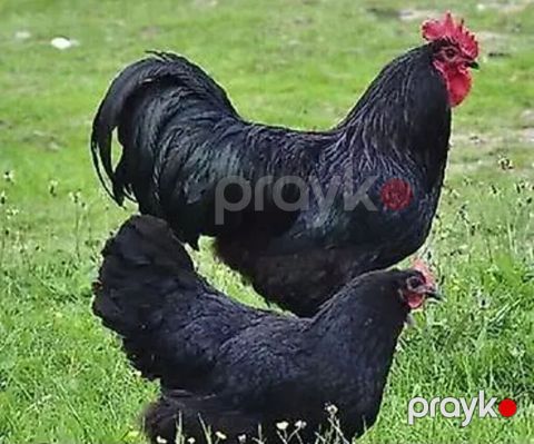 7 aylıg tam saglam temiz qan 1 xoruz 1 fere afstroloq satılır ünvan — Gəncə