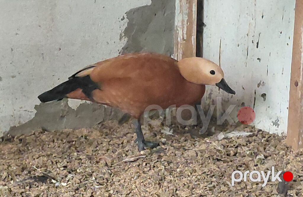 Ruddy shelduck (Tadorna ferruginea) – dekorativ su quşu - Növ: Ruddy — Digərləri, Bakı (2)