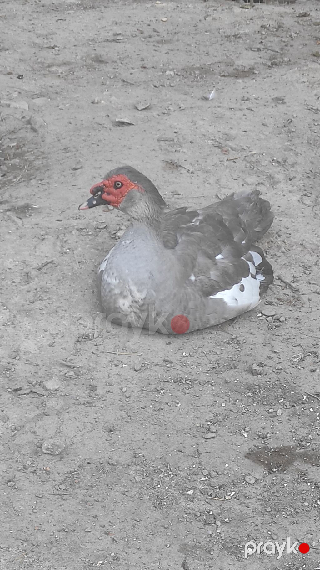 Erkək, Lal ördək, Damazlıq, Ünvandan götürmə — Digərləri, Masazır (2)
