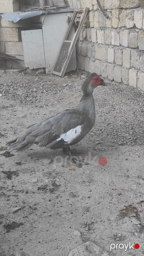 Lal ördək — Bakı