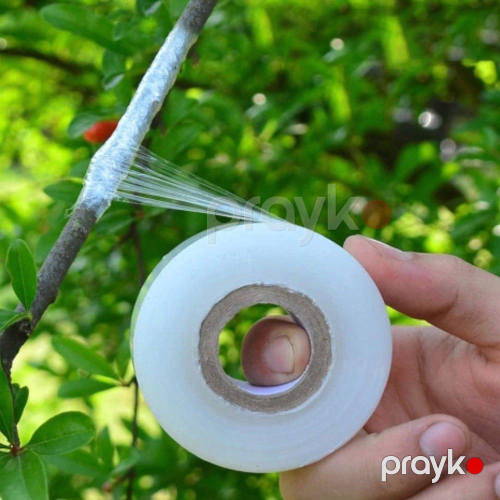 Bağ üçün calaq lent 1 düym x 300 metr, bioloji parçalana bilən, özünü aşılayan şəffaf film Meyvə, çiçək, ağac və bitkilər üçün - prm1_34 — Mallar, Bakı (4)