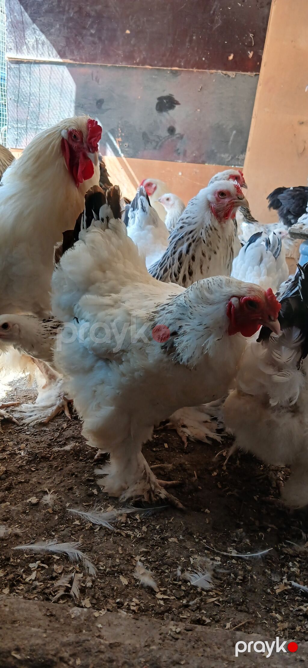 Toyuq, Brama, Damazlıq — Toyuq və xoruz, Bakı (4)