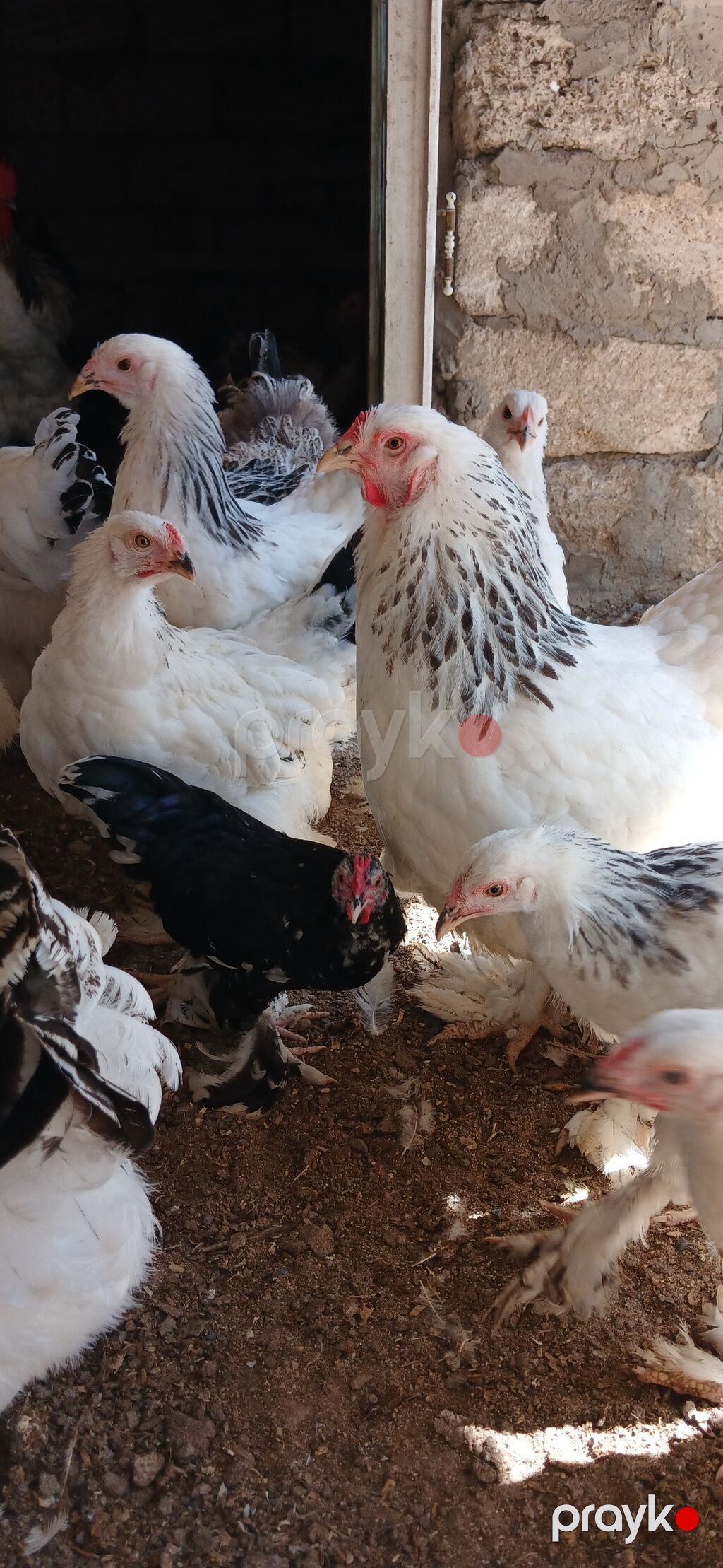 Toyuq, Brama, Damazlıq — Toyuq və xoruz, Bakı (5)
