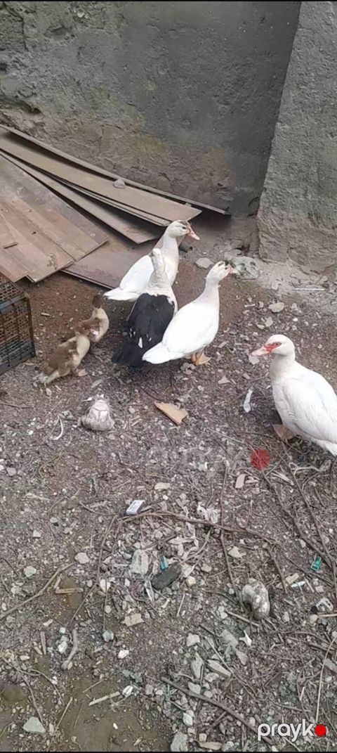 Muscovy ördəkləri (indoutka) – ailə dəsti - Növ: Muscovy (hind) — Bakı