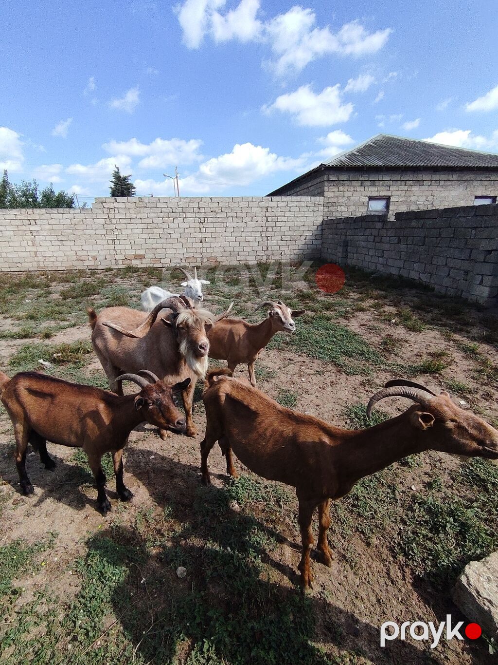Salam 4 dişi 1 erkey keçi satılır 3 heyvan 3 qarın biri 4 qarın 3 — Kənd təsərrüfatı heyvanları, Digah (5)