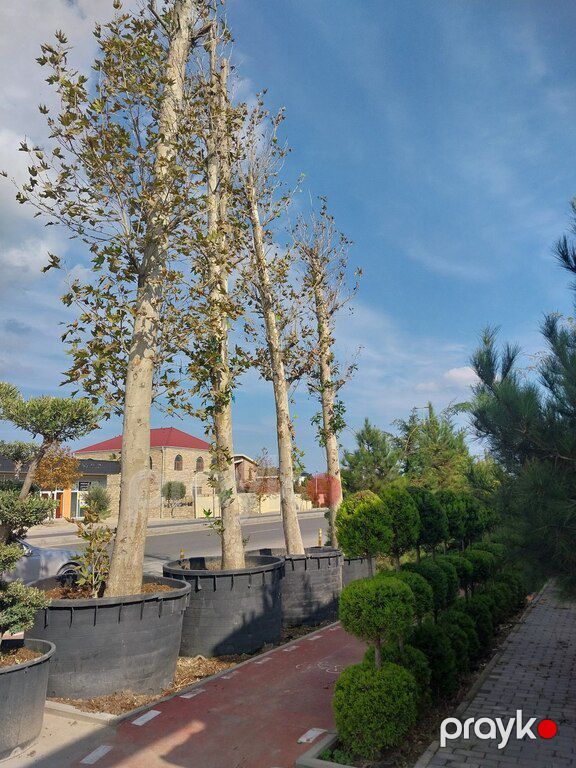 Çinar ağacı — Bitkilər, Bakı (4)