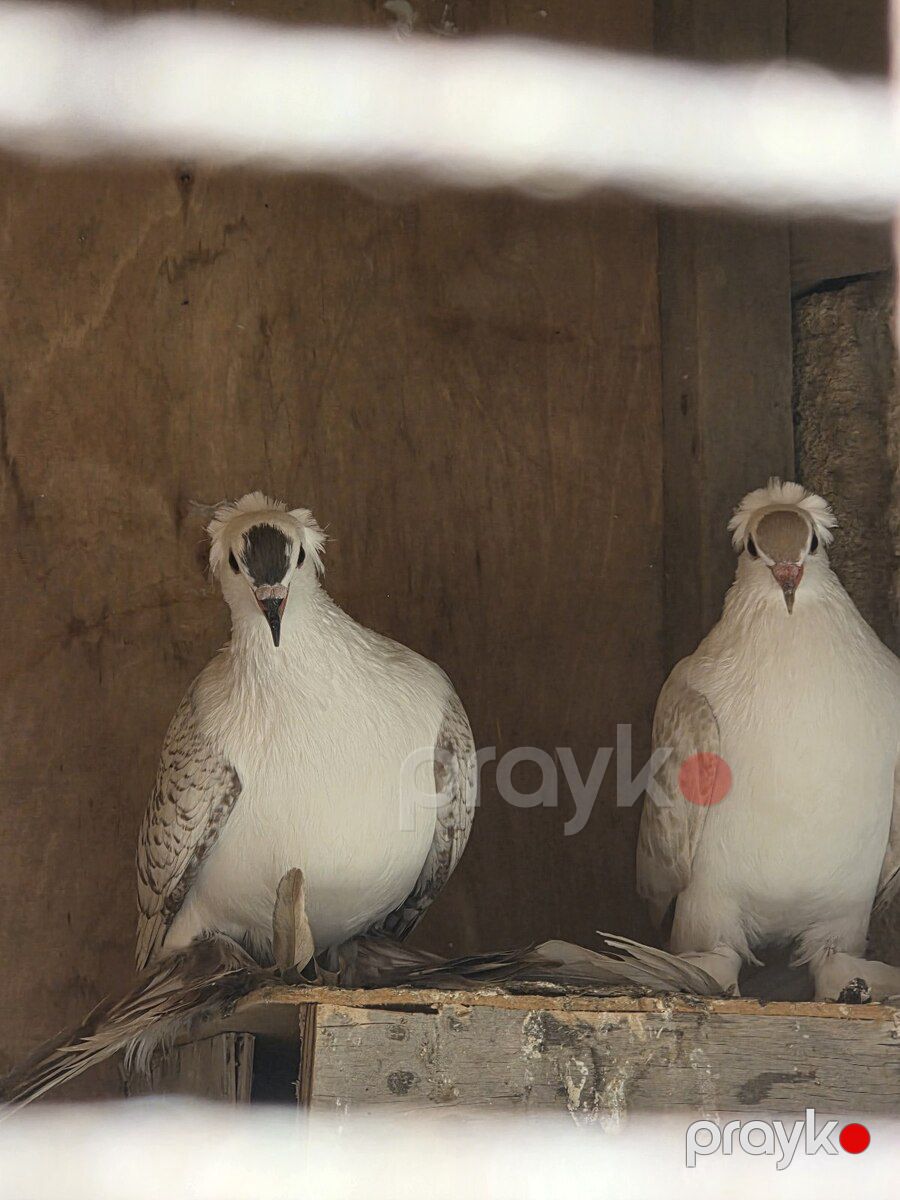 Çayka göyərçin — Quşlar, Bakı (2)