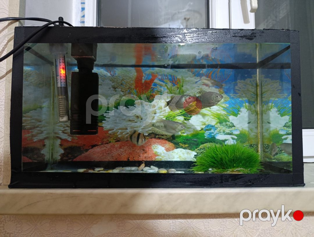 Akvarium və balıqlar — Akvariumlar və balıqlar, Bakı (3)