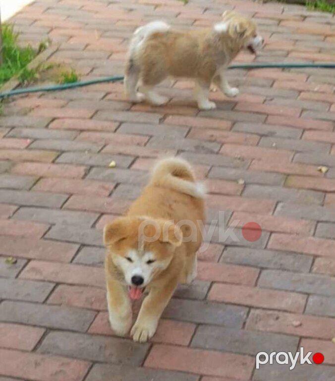 Yapon Akita-inu — Köpəklər, Bakı (7)