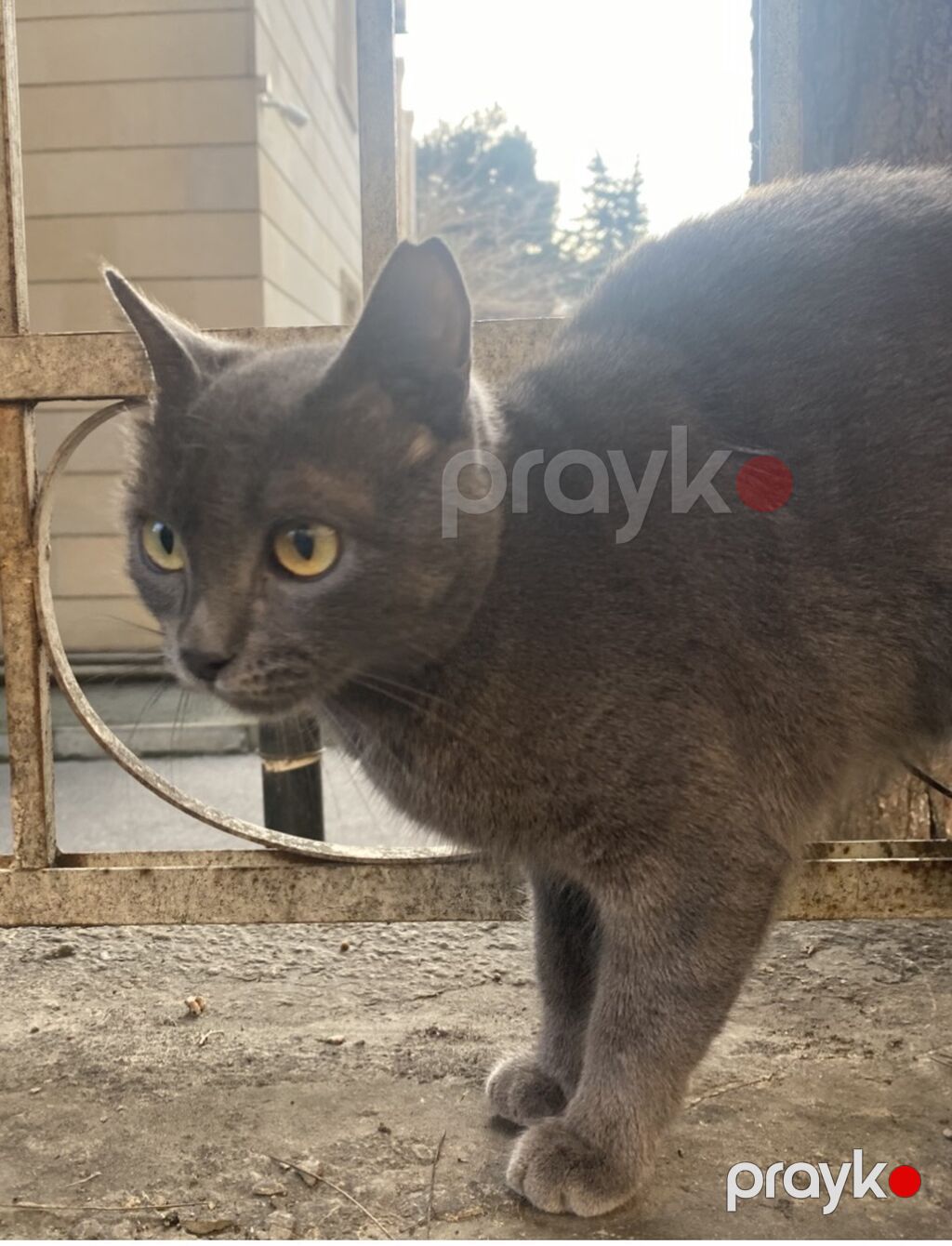 Pişiklər — Pişiklər, Masazır (3)