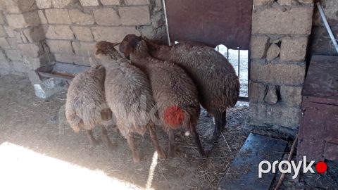 Erkey quzular satılır istəyən olsa yazsın yaylaqdan dünən gəliblər — Xırdalan