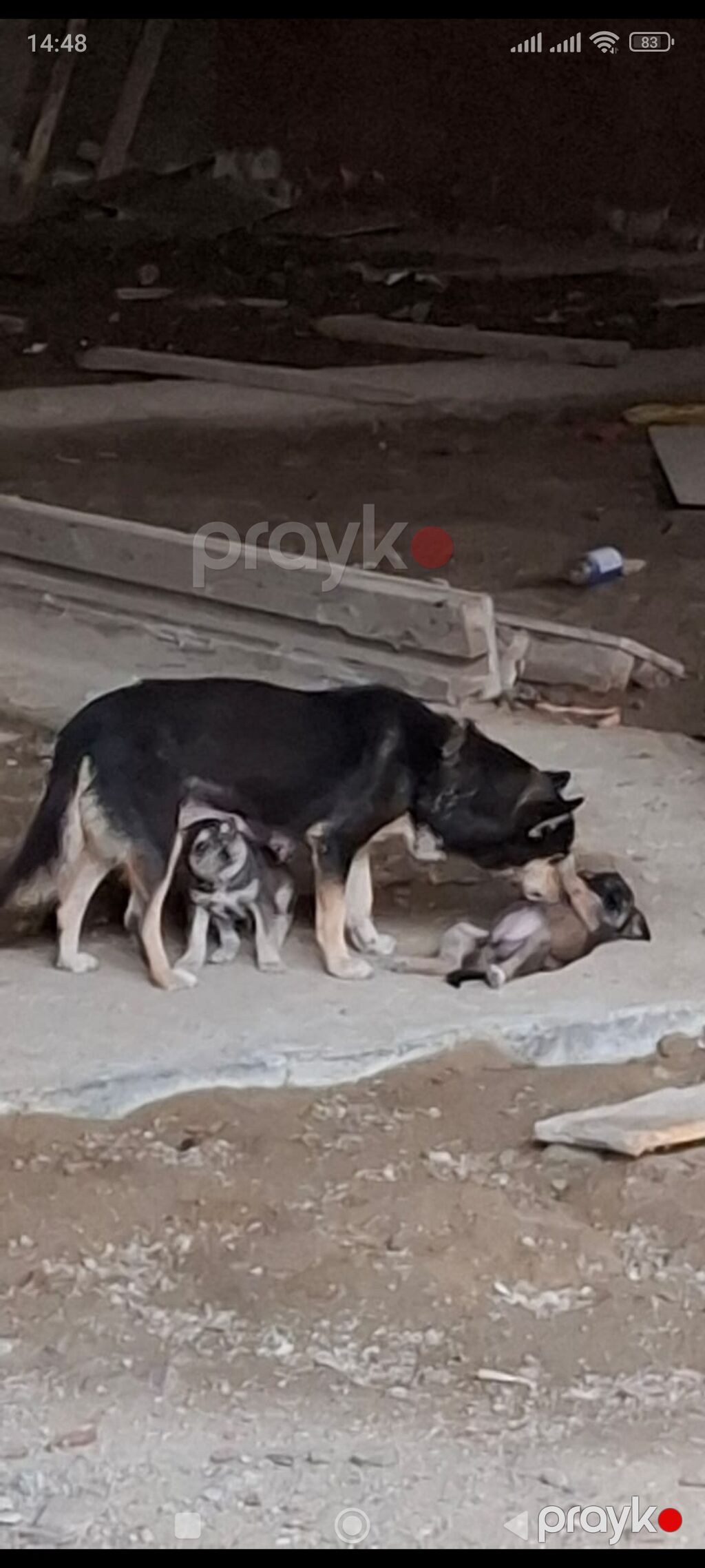 Zvonok, 1 ay, Dişi — Köpəklər, Digah (3)