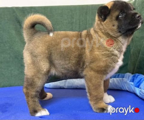 Akita-inu balası — Bakı