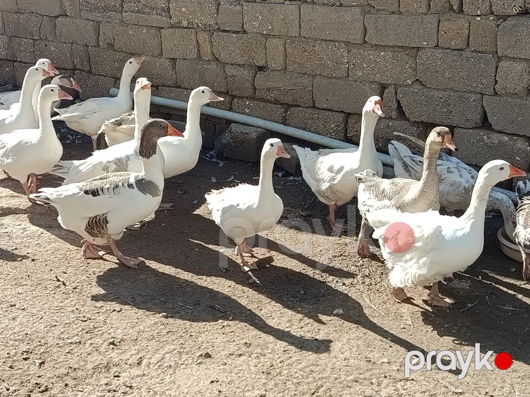 Qazlar — Quşlar, Bakı (4)