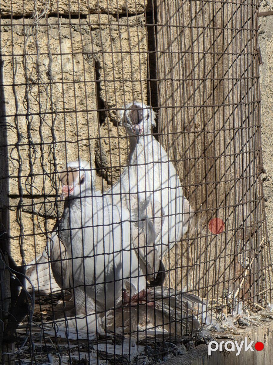 Çayka göyərçin — Quşlar, Bakı (5)