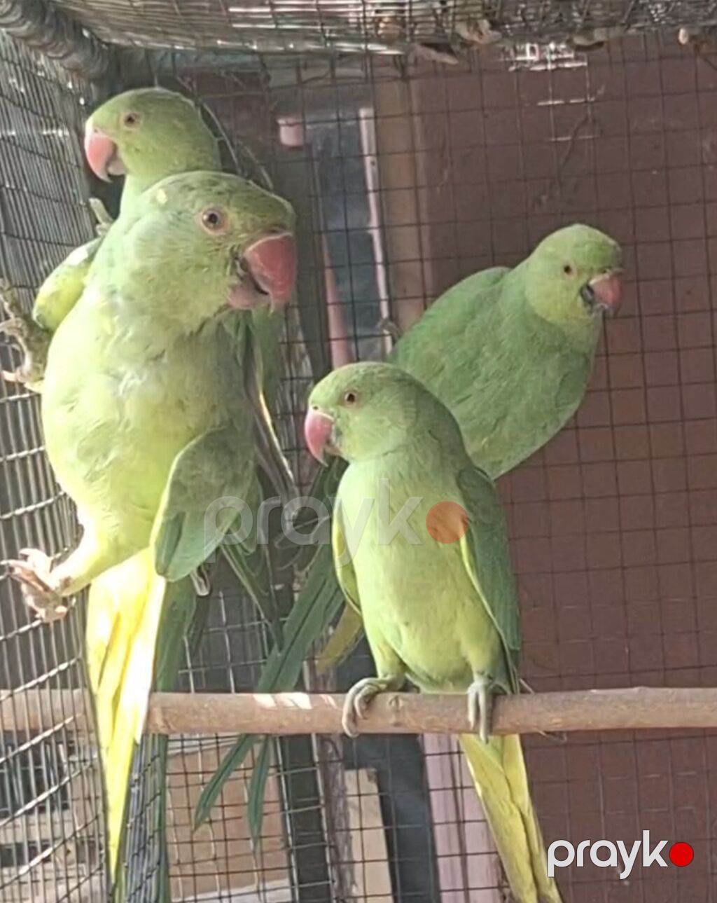 Ojireliya tutuquşusu bala 4, 5 aylıx — Tutyun papağayı, Bakı (2)