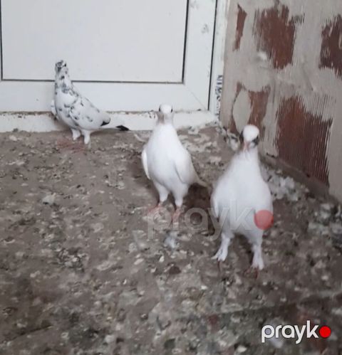 Tutulma quwdar vidyo ucun vatsap unvan suraxani — Bakı