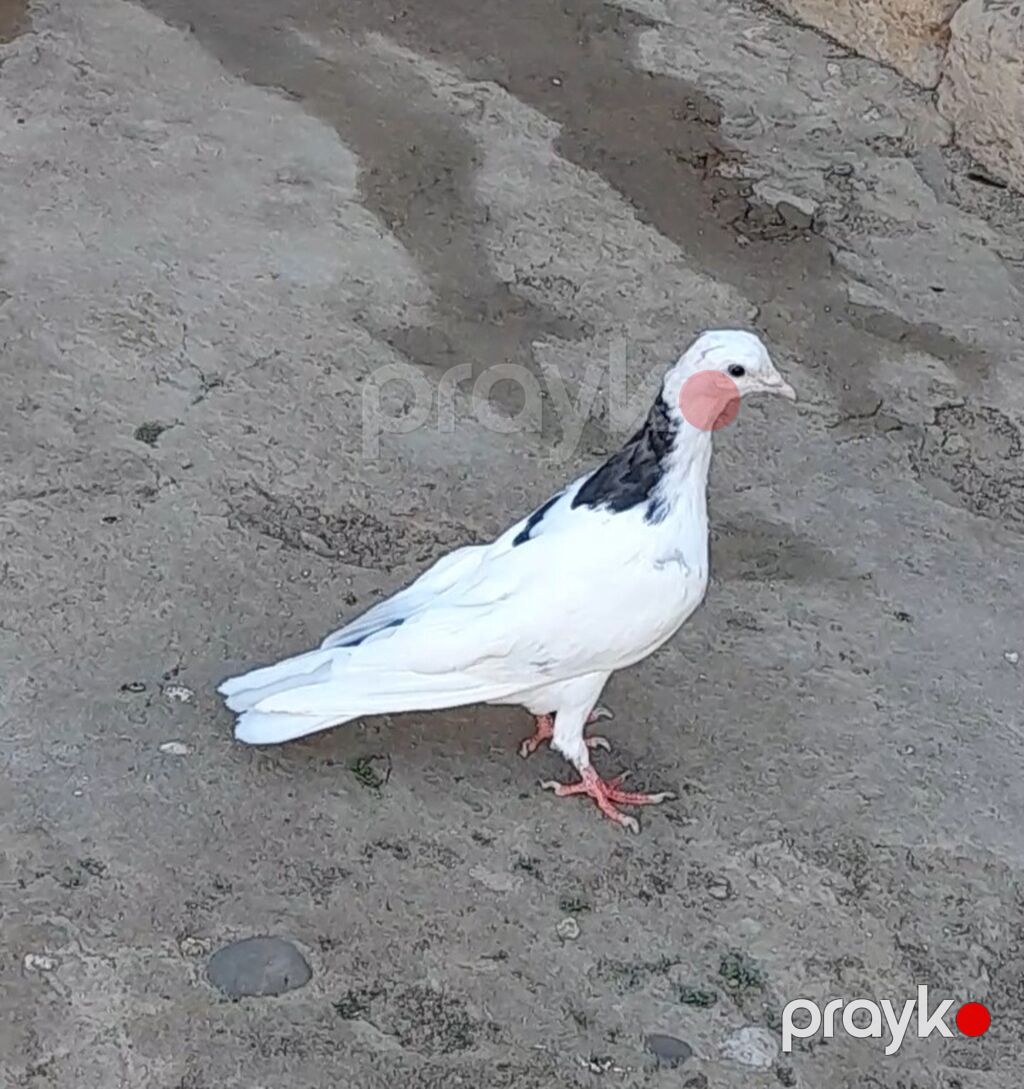 Tutulma erkey tuleydedi heyvan — Göyərçin, Bakı (3)