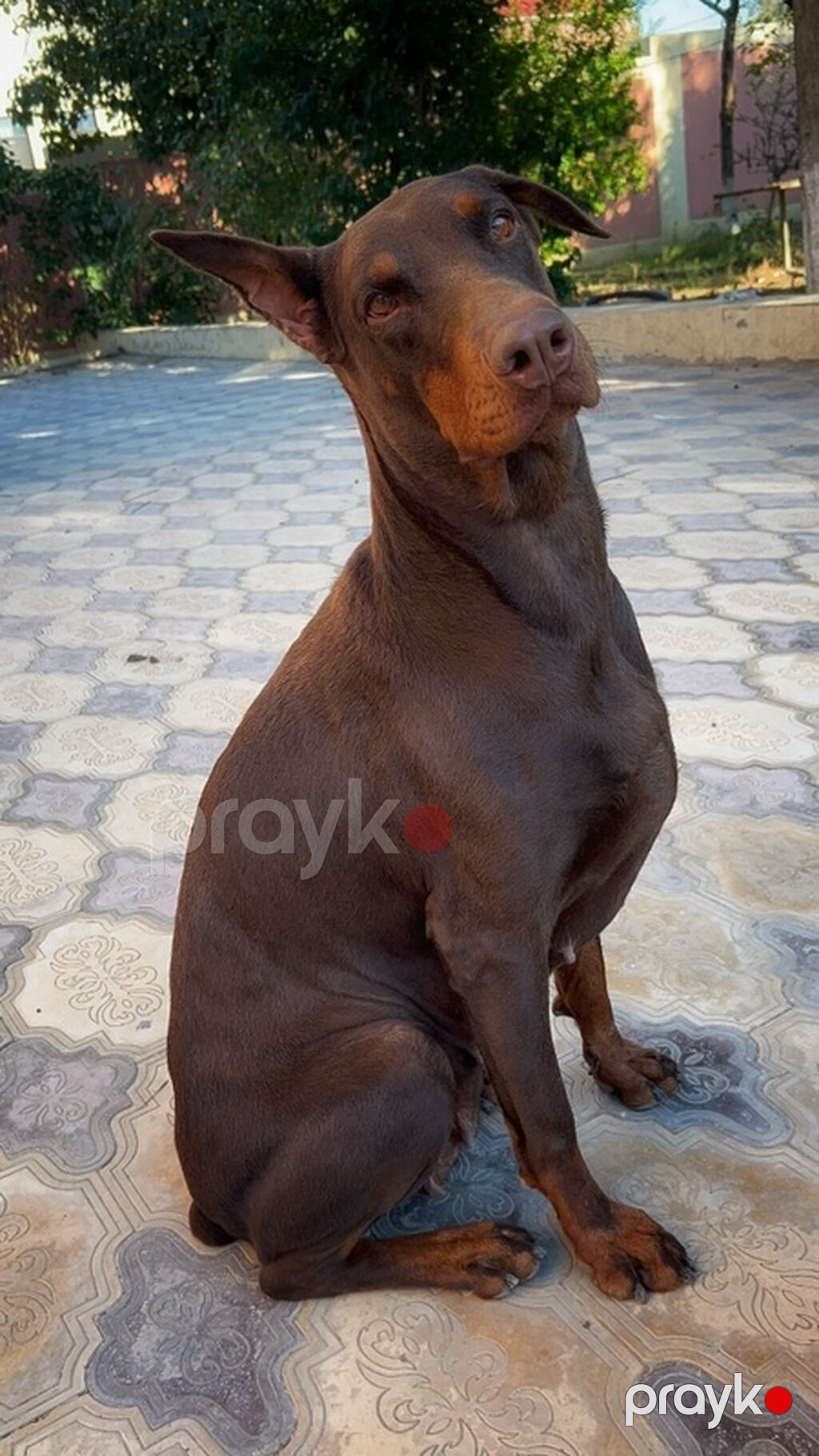 Doberman, 3 il, Dişi, Peyvəndli — Köpəklər, Bakı (4)